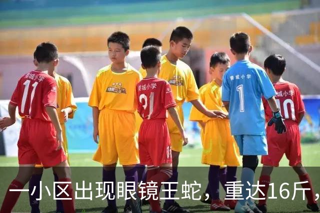 一小区出现眼镜王蛇，重达16斤，就在居民窗外游走，消防：是世界上体型最大的前沟牙毒蛇
